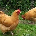 Leírás, jellemzők és tartalmi csirkék tenyészteni borotva Braun