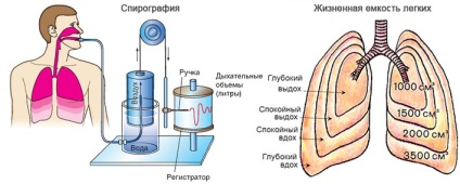 Organele respiratorii organice