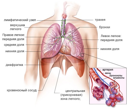 Organele respiratorii organice