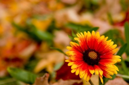 Őszi virágok képeket, amelyek növény virágzik az ősszel, bátor védelmezője