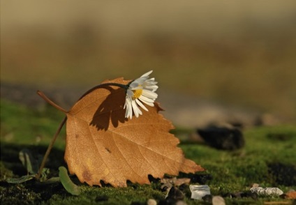 Őszi virágok képeket, amelyek növény virágzik az ősszel, bátor védelmezője