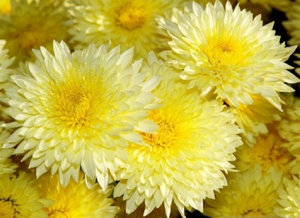Fotografiile de flori de toamnă care plantează flori în toamnă, apărător curajos