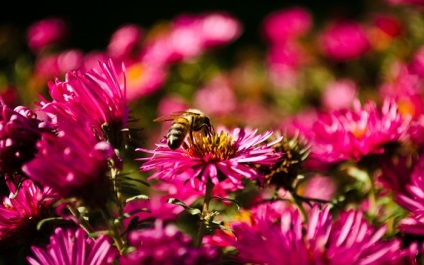 Fotografiile de flori de toamnă care plantează flori în toamnă, apărător curajos