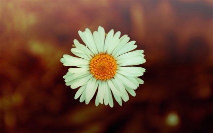 Fotografiile de flori de toamnă care plantează flori în toamnă, apărător curajos