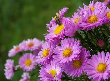 Fotografiile de flori de toamnă care plantează flori în toamnă, apărător curajos