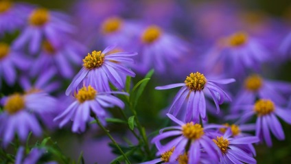 Fotografiile de flori de toamnă care plantează flori în toamnă, apărător curajos