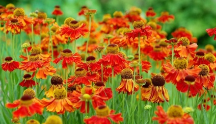 Toamna grădină de flori, fotografie de flori de toamnă