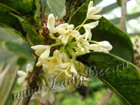 Osmanthus (osmanthus), o plantă de grădină