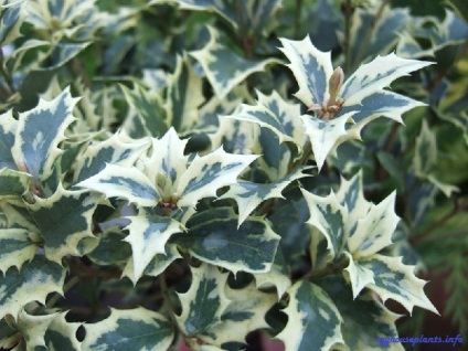 Osmanthus variegated - casa mea de casa