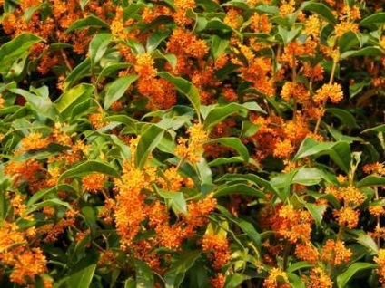 Osmanthus îngrijire, fotografie, reproducere