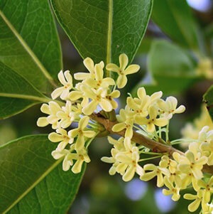 Osmanthus - îngrijire la domiciliu