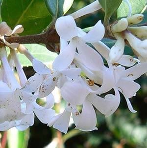 Osmanthus - îngrijire la domiciliu