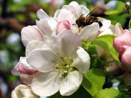 Caracteristicile polenizării pomilor fructiferi, magazin online - дім кадь город плюс