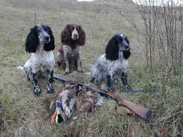 Câini de vânătoare, un blog despre câini