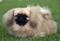 Pekingese rasa standard - portal 