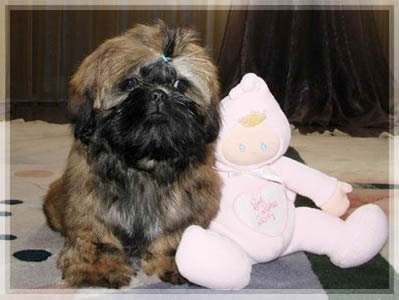 Háziállatok tájékoztatja - Shih Tzu - az első nap egy kiskutyát egy új otthon