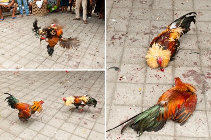 Cockfighting pe bali