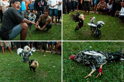 Cockfighting pe bali