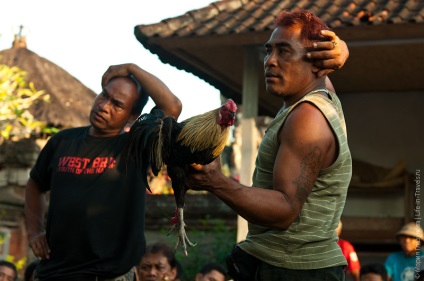 Cockfighting pe bali