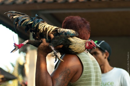 Cockfighting pe bali