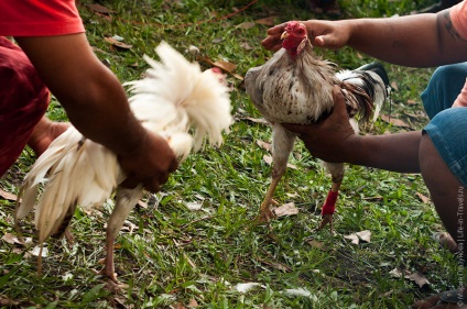 Cockfighting pe bali