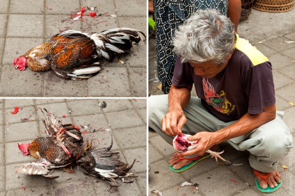 Cockfighting pe bali