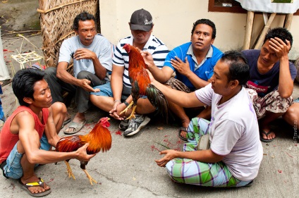 Cockfighting pe bali