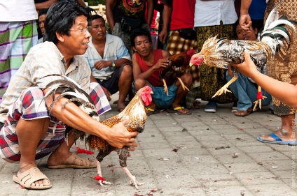 Cockfighting pe bali