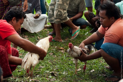 Cockfighting pe bali