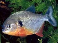 Piranha - месоядни водната описание риба и особено пирани съдържание риба в аквариум