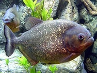Piranha - carnivorous descrierea pește acvatice și în special conținutul de pești piranha în acvarii