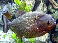 Piranha - месоядни водната описание риба и особено пирани съдържание риба в аквариум