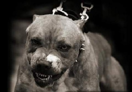 Pit Bulls néhány gyakori tévhiteket a fajta - kutyák - Állati - dogsib -