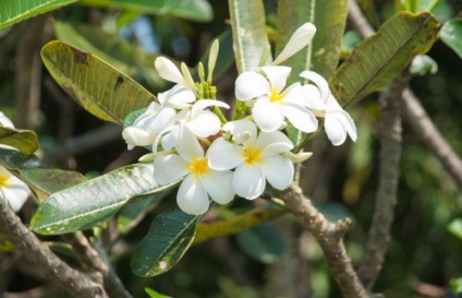 Plumeria fotografie, îngrijire la domiciliu, specie