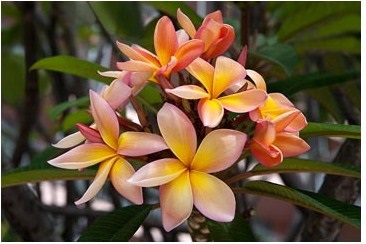 Plumeria - specie, îngrijire, reproducere, verde