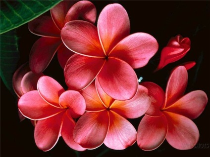 Plumeria - specie, îngrijire, reproducere, verde