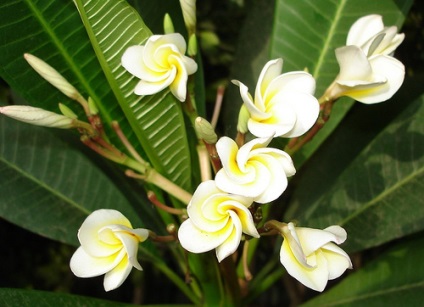 Plumeria - specie, îngrijire, reproducere, verde