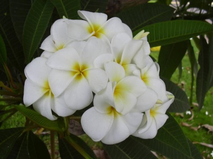 Plumeria - specie, îngrijire, reproducere, verde