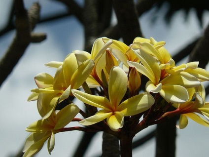 Plumeria - specie, îngrijire, reproducere, verde