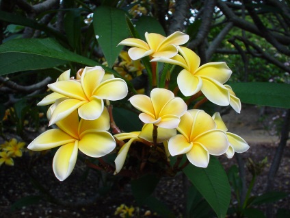 Plumeria - specie, îngrijire, reproducere, verde