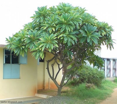 Plumeria - specie, îngrijire, reproducere, verde