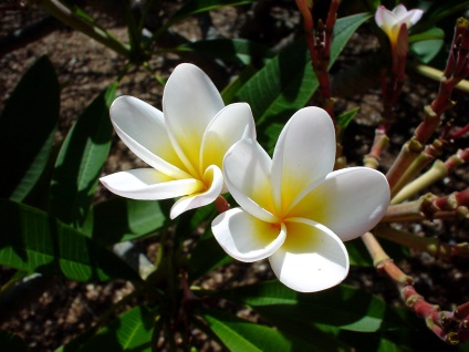 Plumeria - specie, îngrijire, reproducere, verde