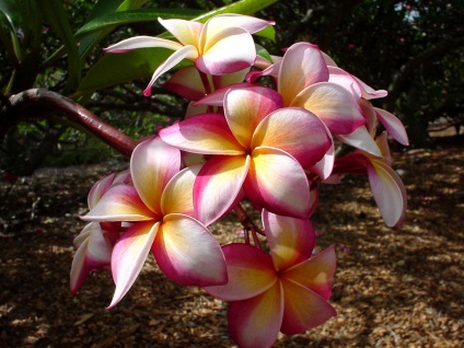 Plumeria - specie, îngrijire, reproducere, verde