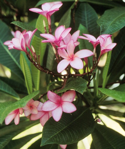 Plumeria - specie, îngrijire, reproducere, verde