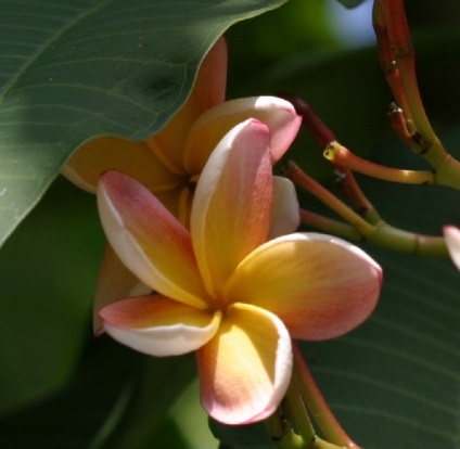 Plumeria - specie, îngrijire, reproducere, verde