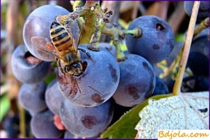 Hrănirea albinelor cu melasă, bază de furaje pentru apicultură