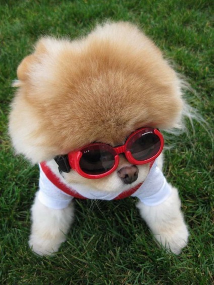 Pomeranianul pomeranian poo este cel mai tare și mai fermecător câine de pe Facebook