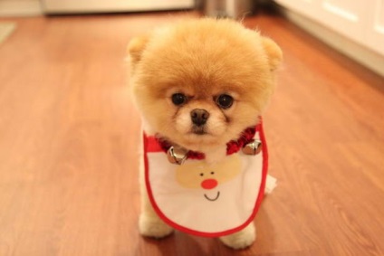 Pomeranianul pomeranian poo este cel mai tare și mai fermecător câine de pe Facebook