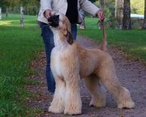 Ordinea de obținere a titlurilor de campion în țările din Europa și CSI - spectacole de câini