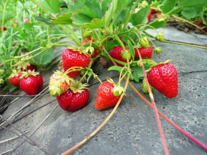 Plantarea de video-instrucțiuni grădină căpșuni pentru îngrijirea propriilor mâini, caracteristici de prelucrare în primăvară,